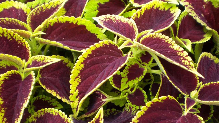 Фикус каучуконосный бургунди