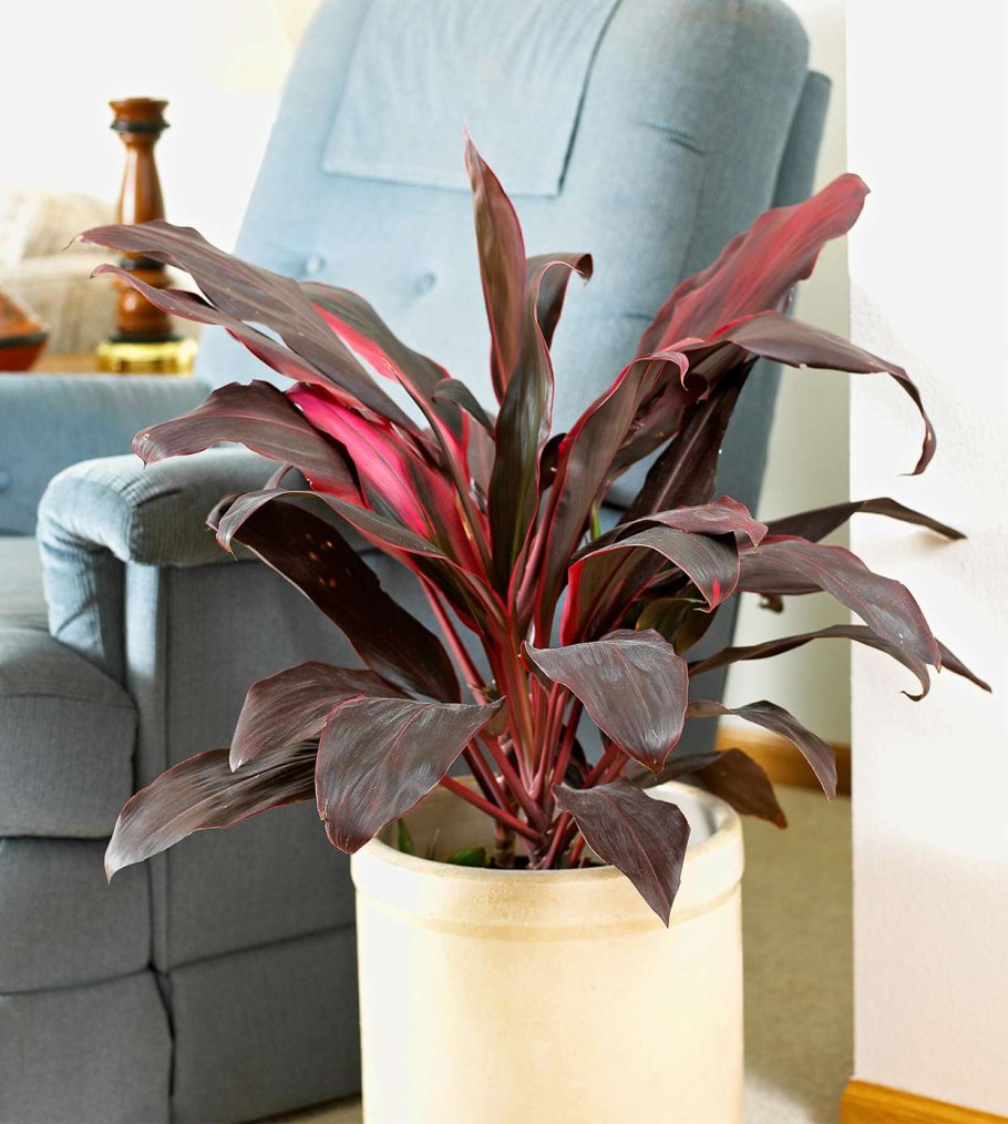 Кордилина кустарниковая