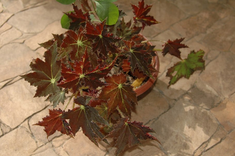 Цветок с красными листьями комнатный колеус