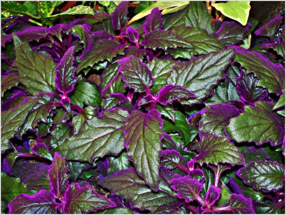 Строманта sanguinea