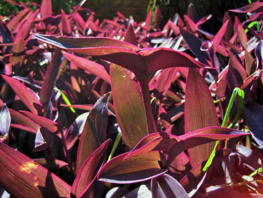 Бромелиевые (диккия)