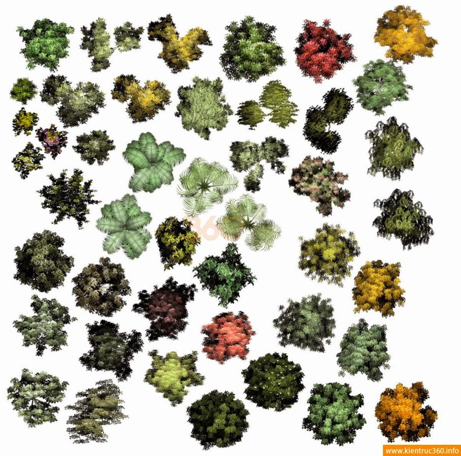 Растения на плане