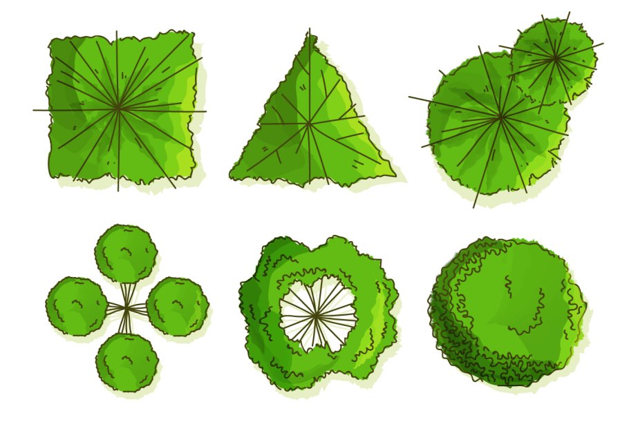 Деревья вид сверху