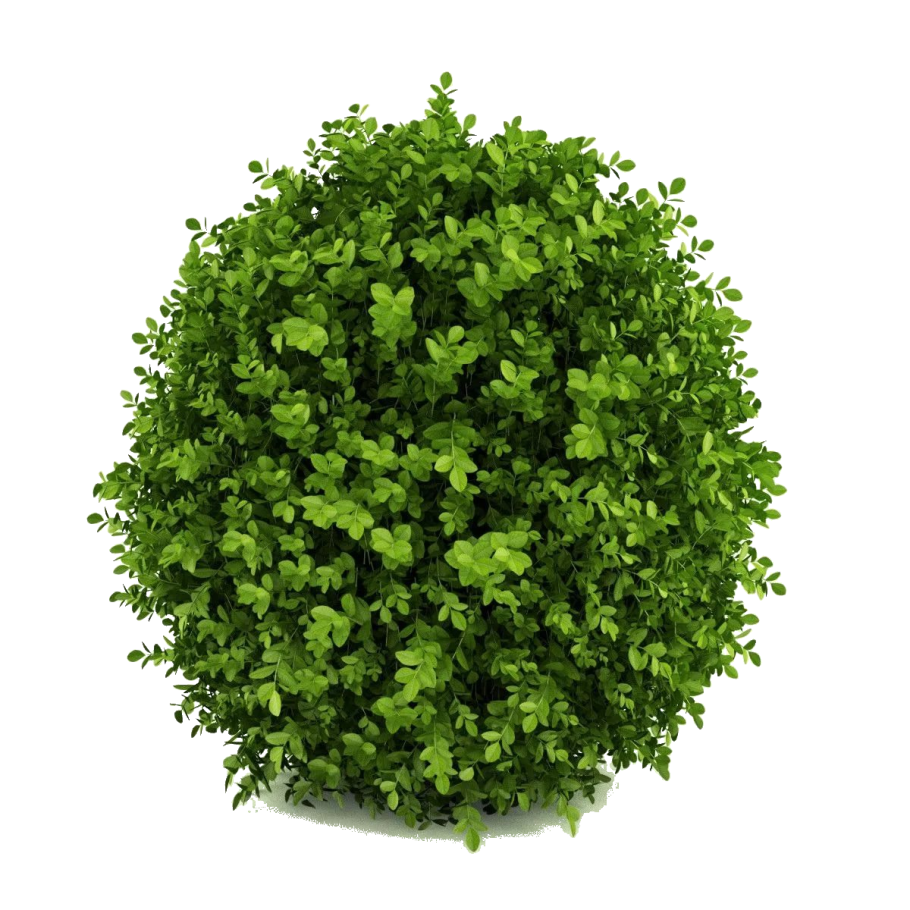 Самшит Буксус