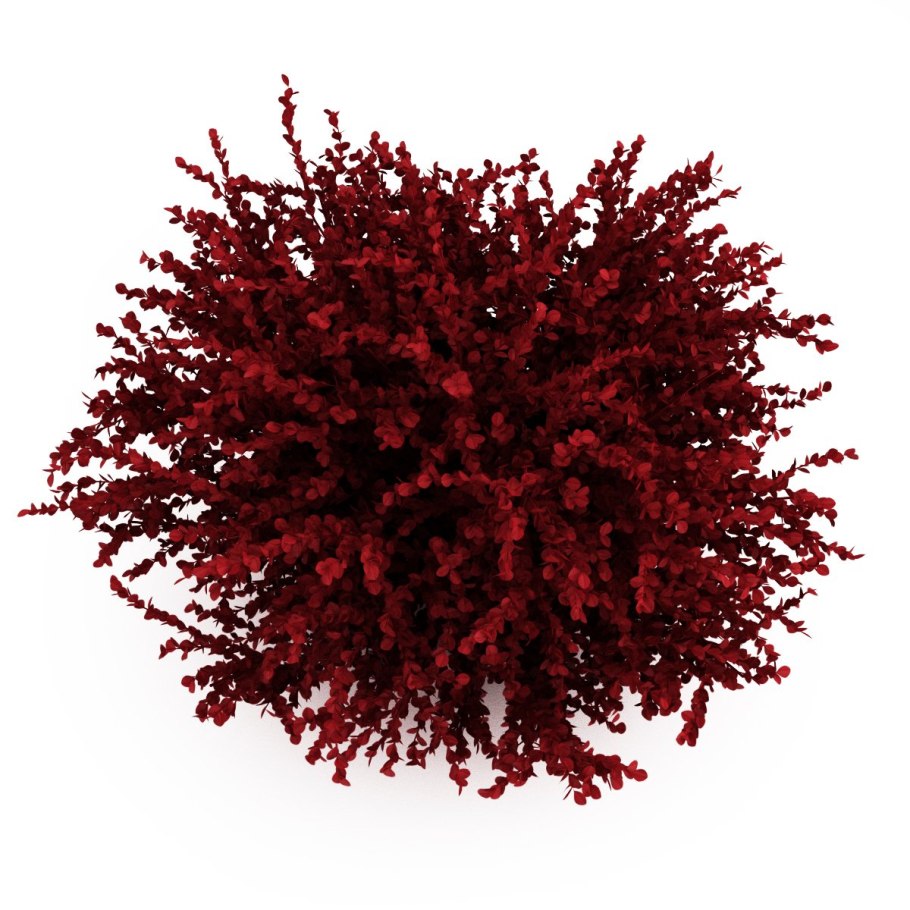 Барбарис Тунберга сверху