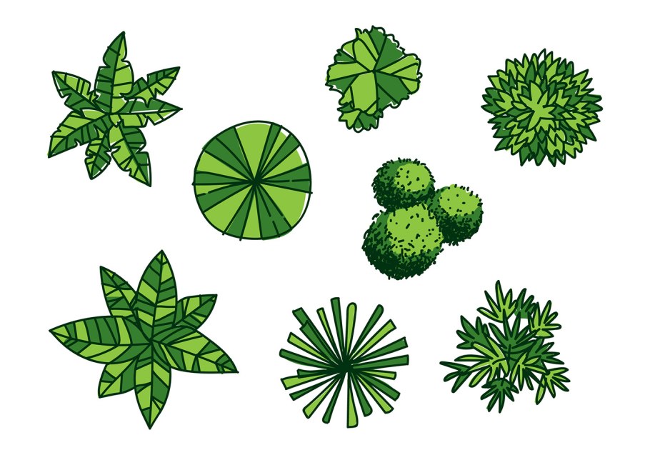 Растения вид сверху вектор