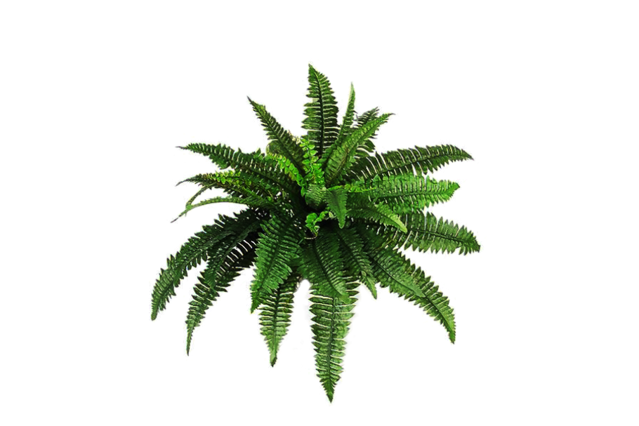 Папоротник вид сверху