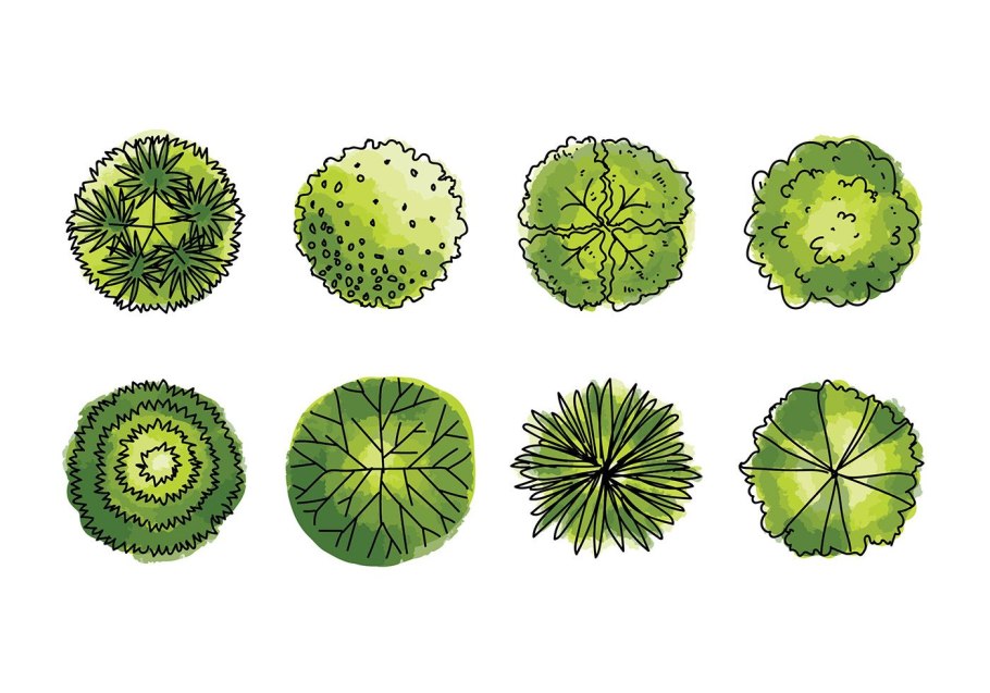 Деревья вид сверху