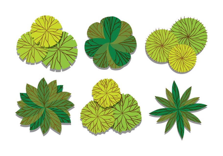 Цветочное дерево вид сверху