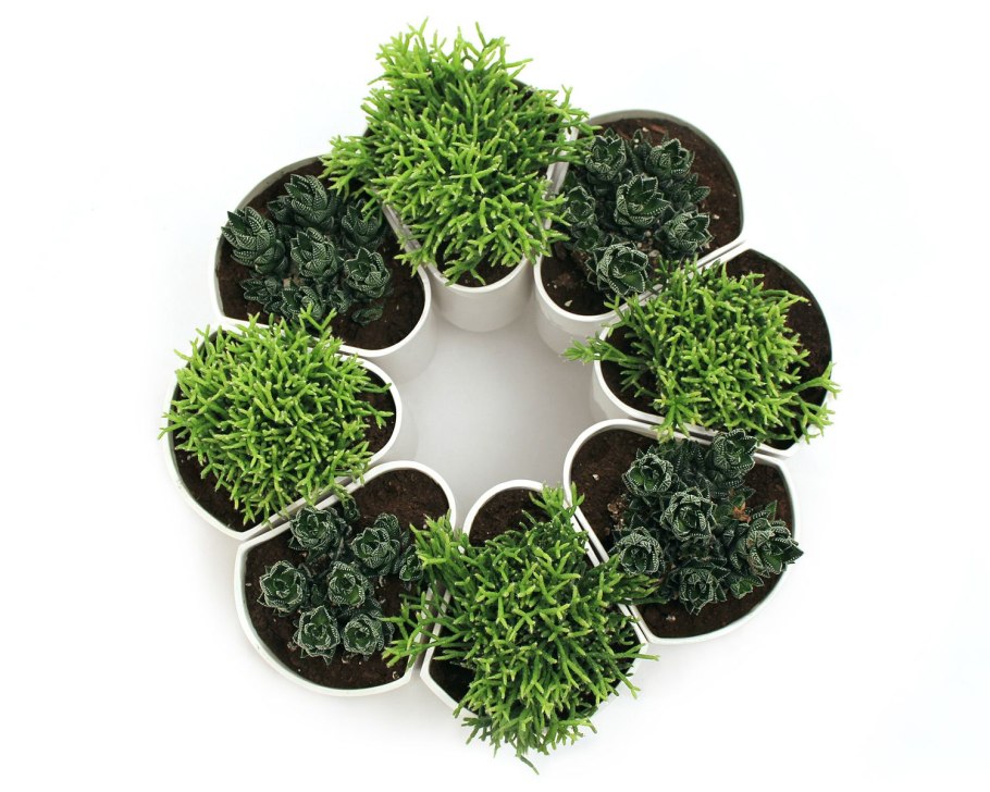 Комнатные растения вид сверху