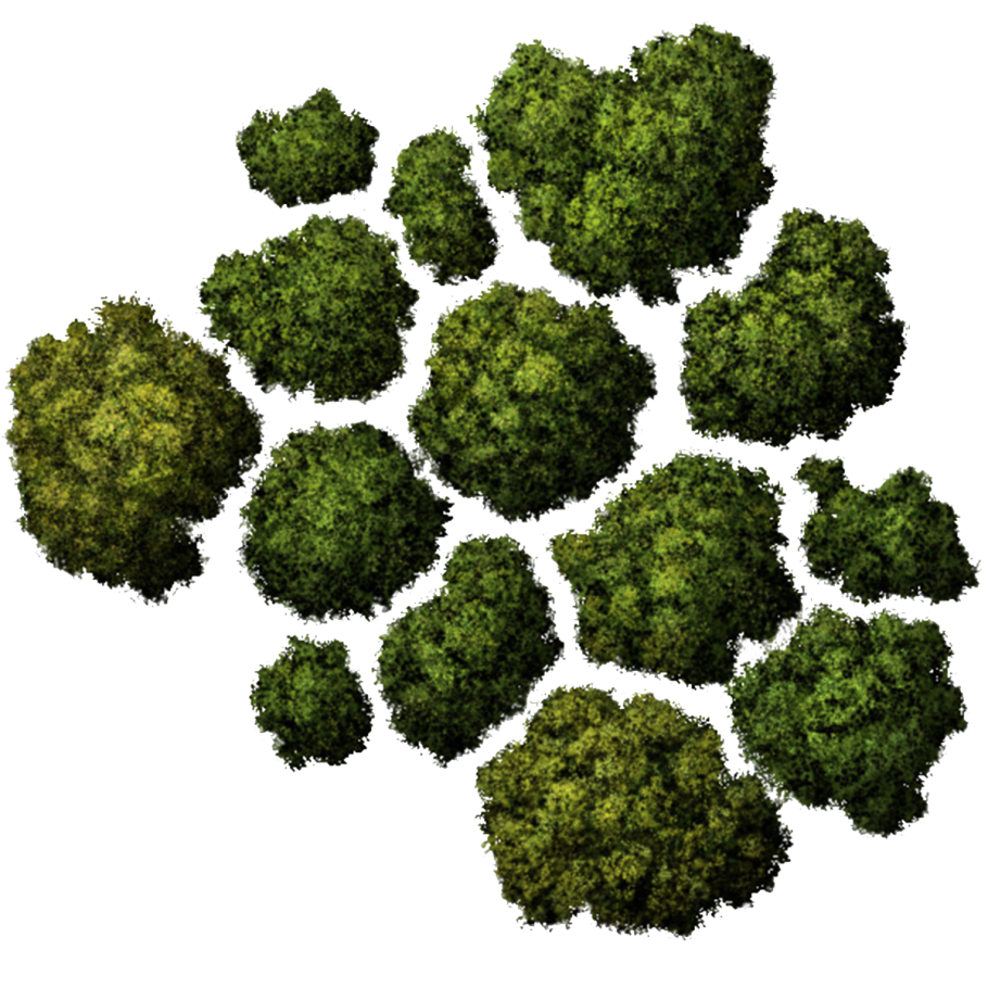 Деревья вид сверху