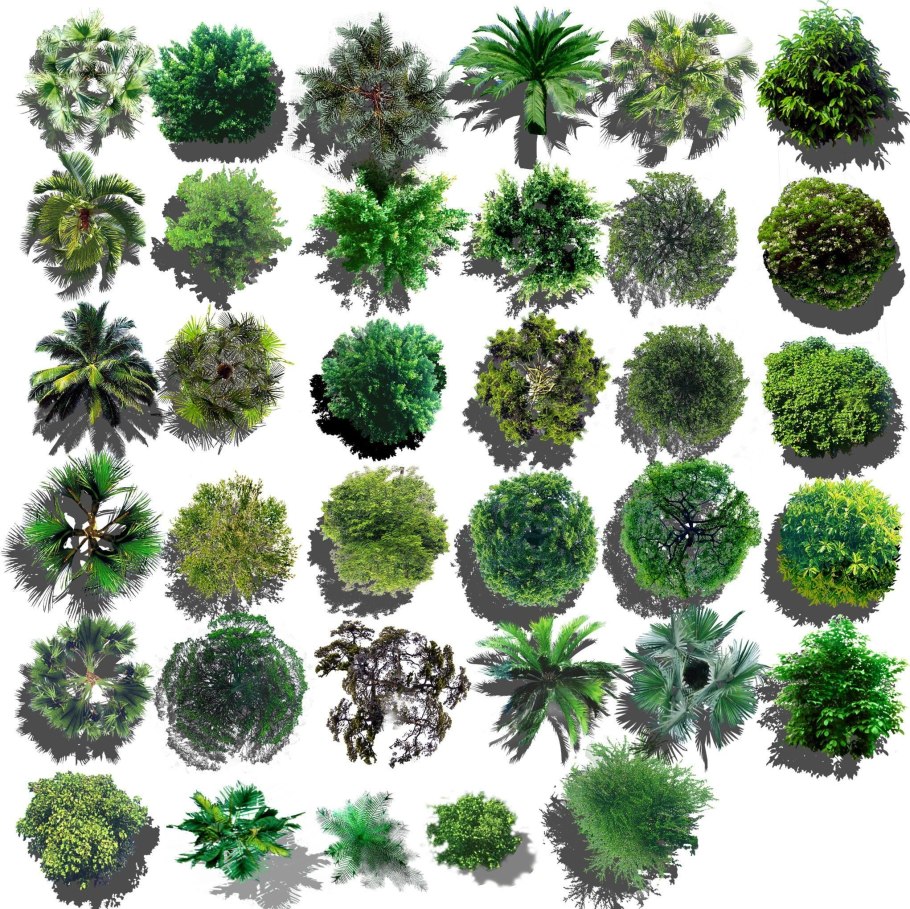 Деревья в плане