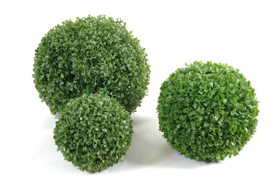 Декоративные растения вид сверху