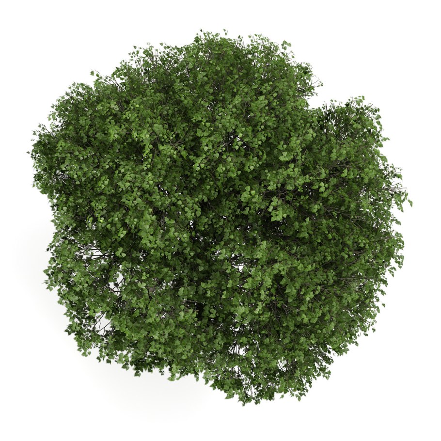 Деревья вид сверху