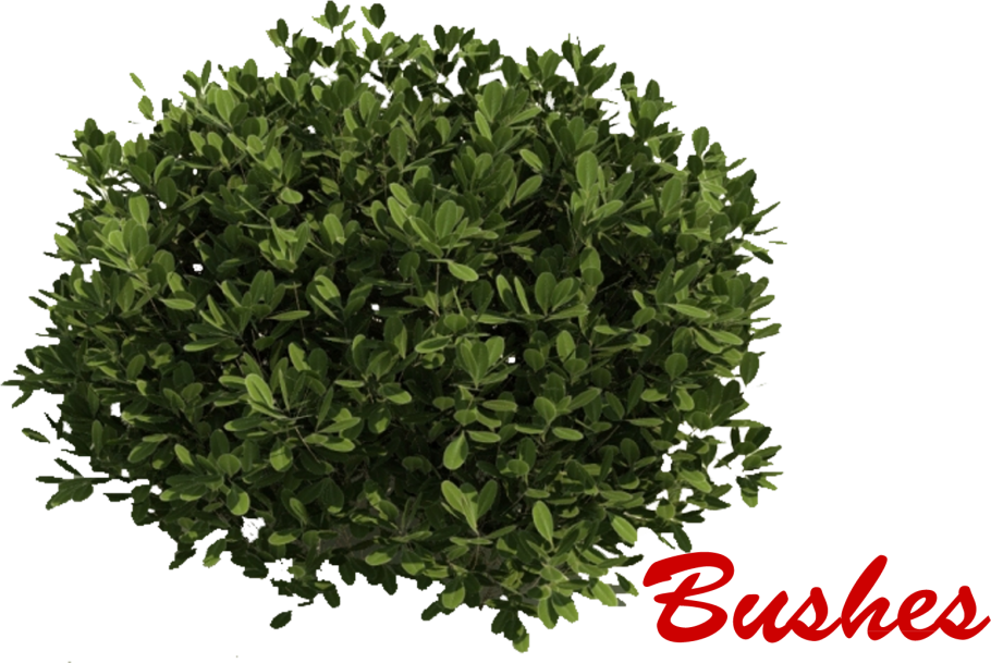 Кустарники сверху