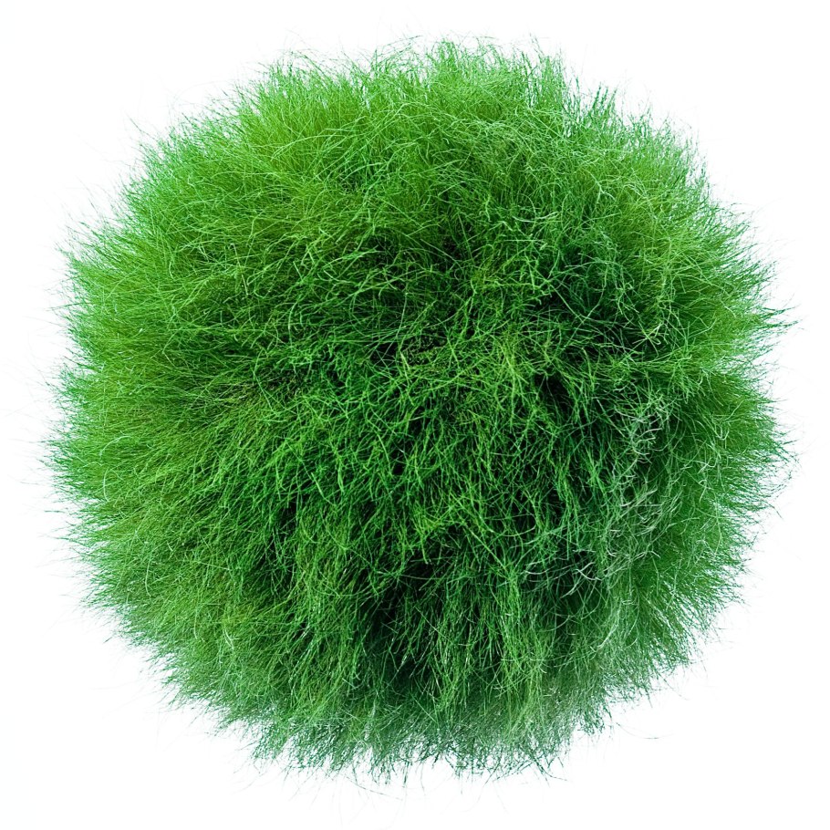 Туя шаровидная 3д