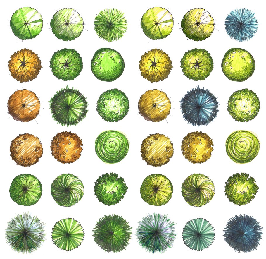 Хвойные деревья вид сверху