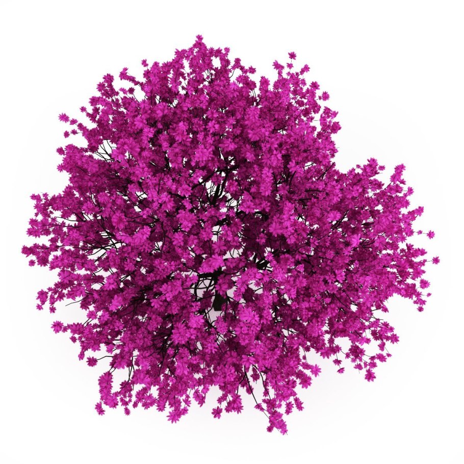 Декоративные растения вид сверху