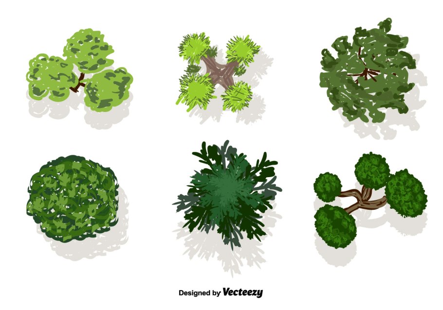 Сосна на плане вид сверху