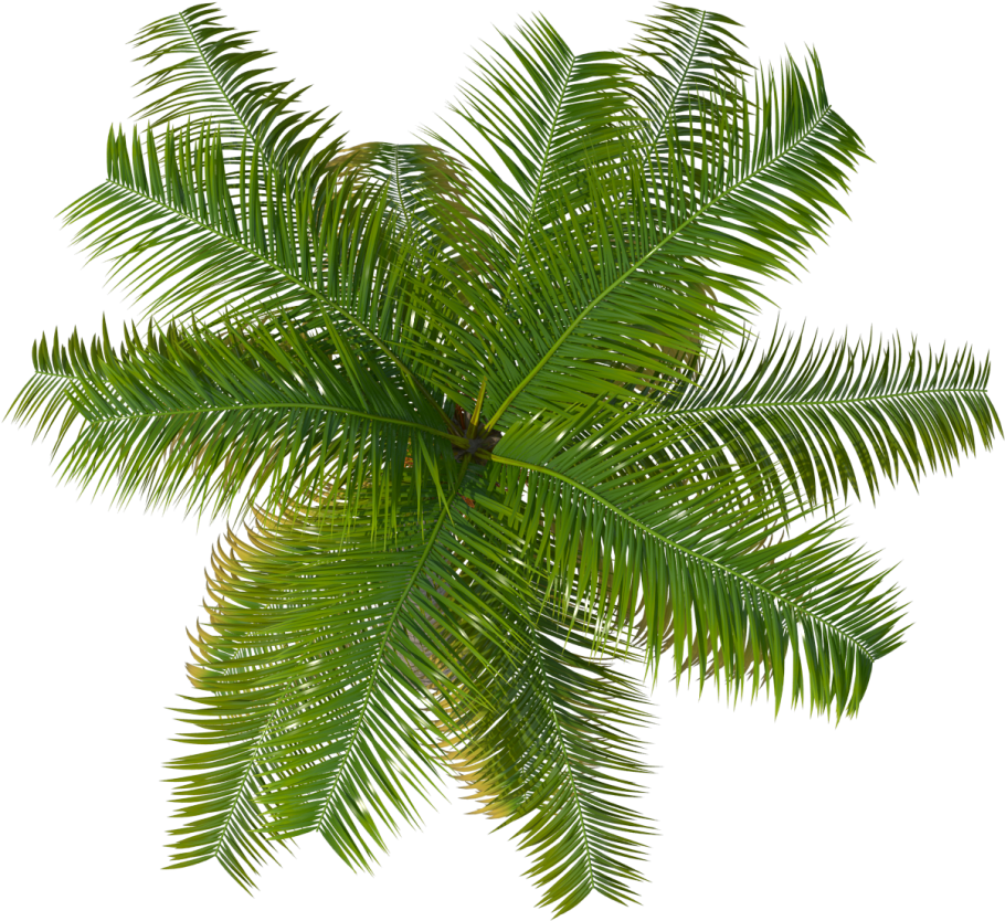 Тропические растения вид сверху