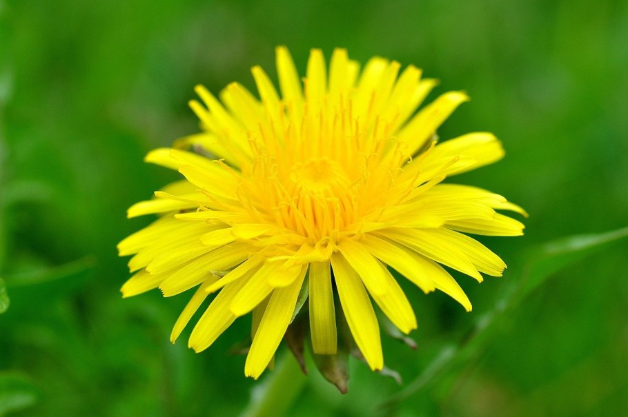 Одуванчик Куваева