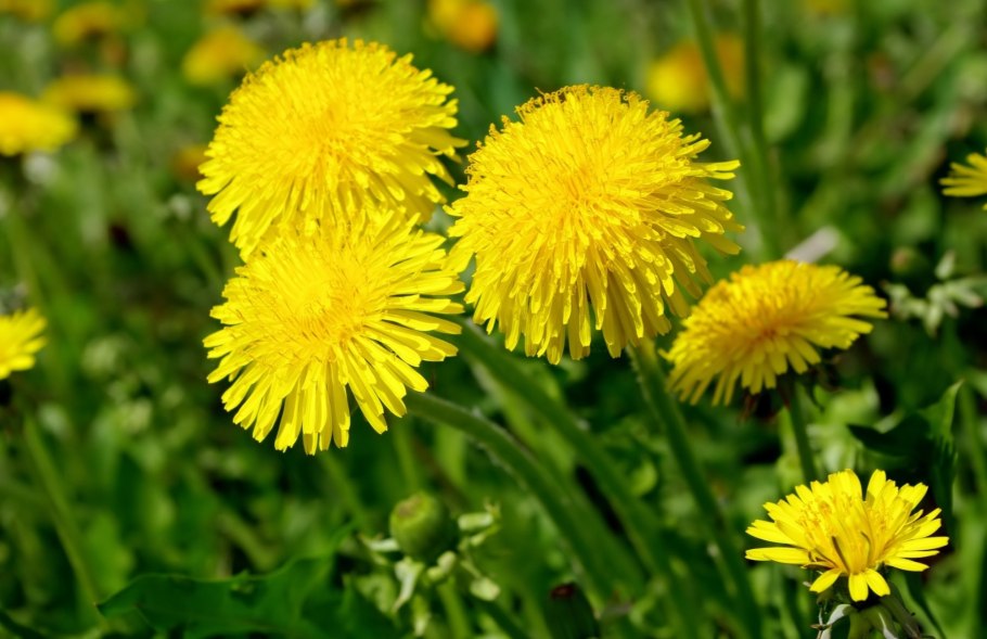 Лето одуванчики