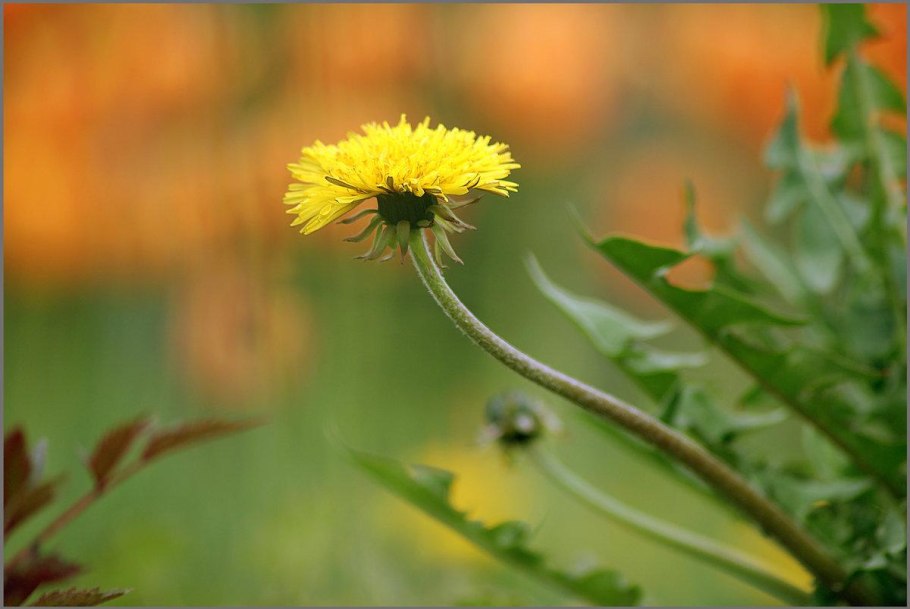 Одуванчик желтый с листьями