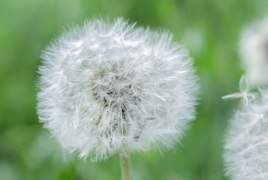 Одуванчик Альбидум White Dandelion