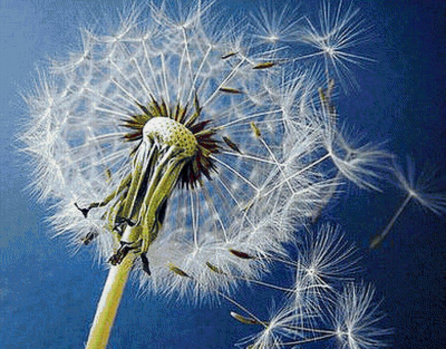 Одуванчик отцвел
