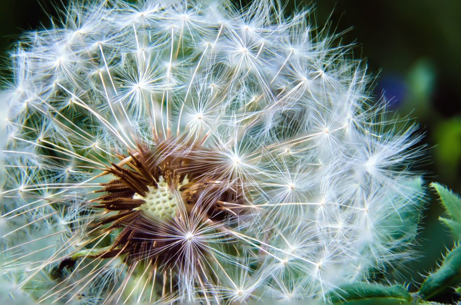 Одуванчик Аянский