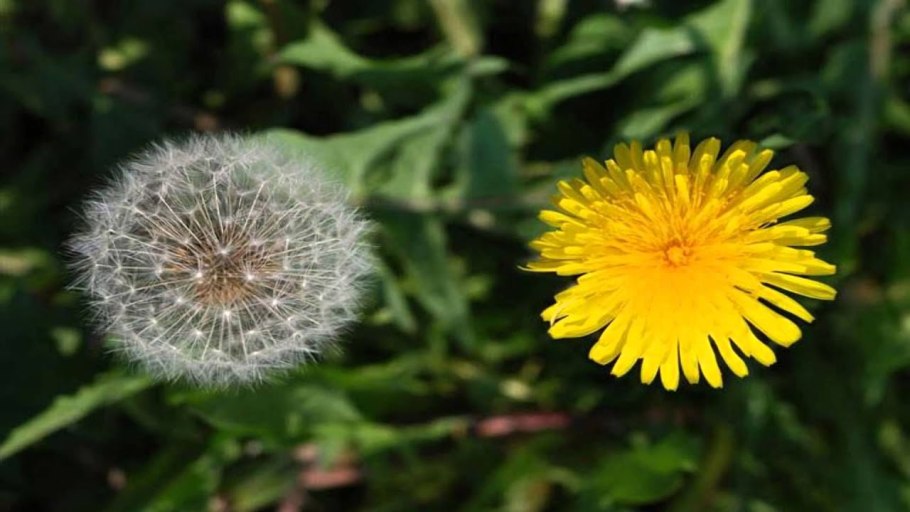 Одуванчик полевой фиолетовый болотный