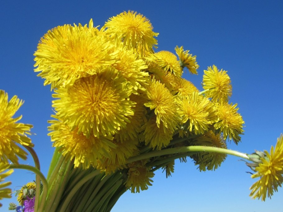Одуванчик полевой обыкновенный