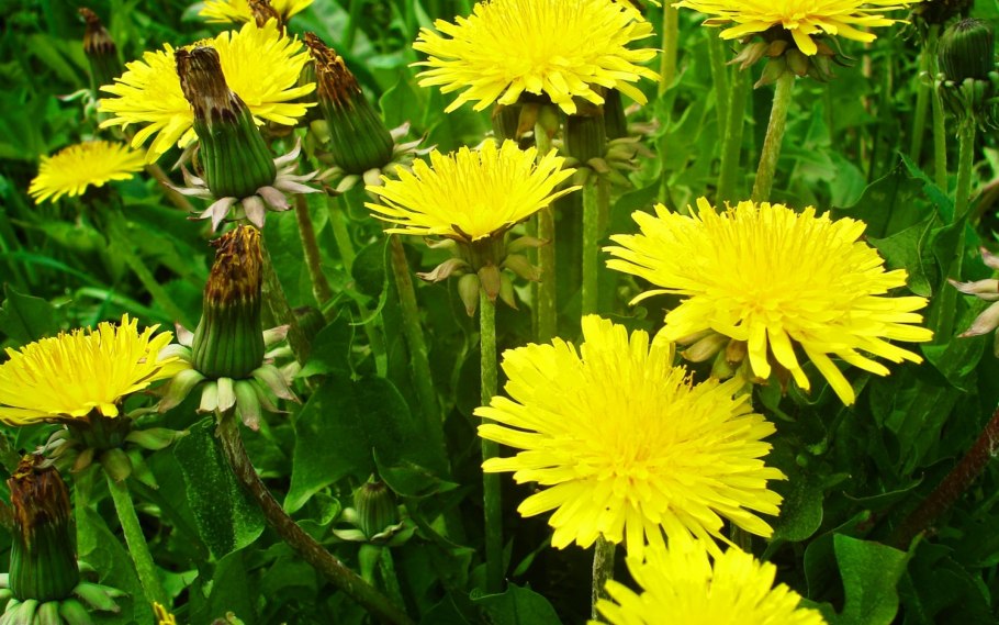 Одуванчик узколистный