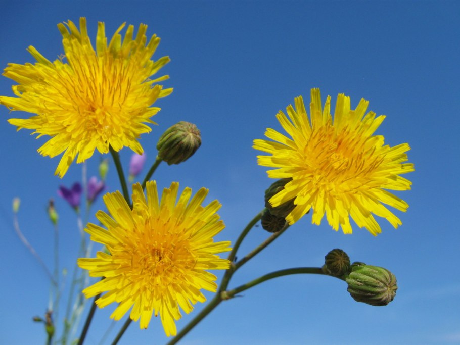 Осот, козлобородник, Кульбаба