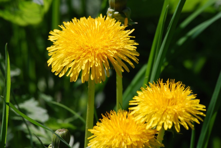 Кульбаба обыкновенная