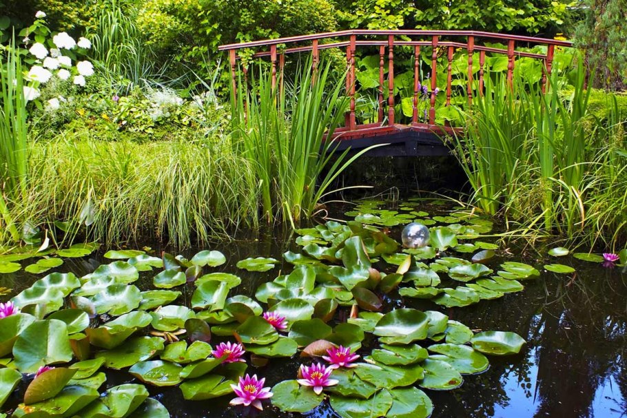 Растения для биоплато для пруда