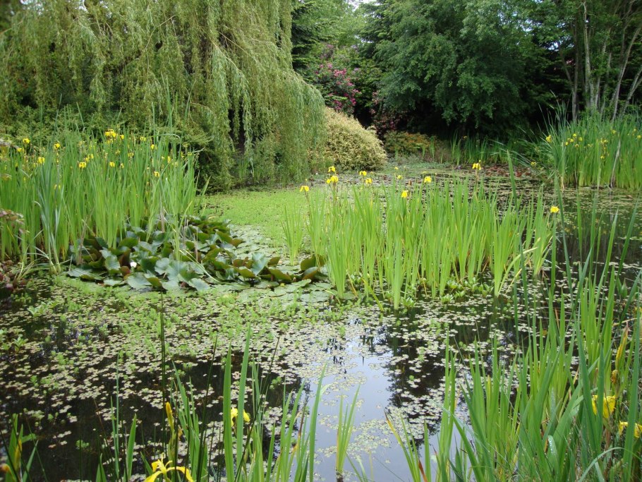 Растения водоемов