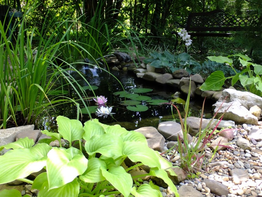 Хосты и бадан вокруг прудика