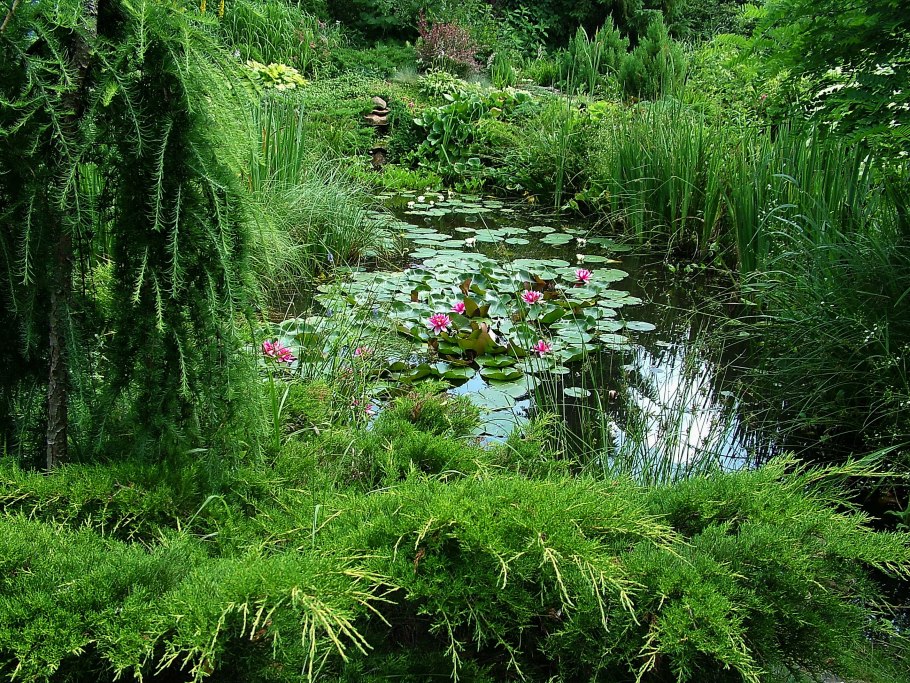 Хвойники вокруг пруда