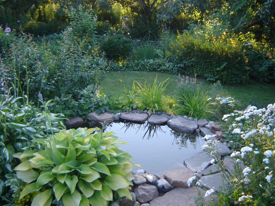 Хоста около прудика
