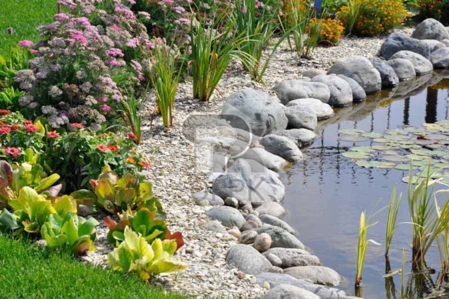 Растения вокруг пруда