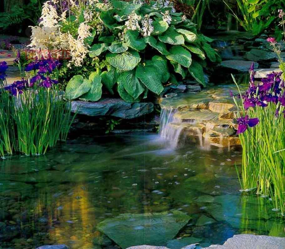 Хоста ирисы около пруда