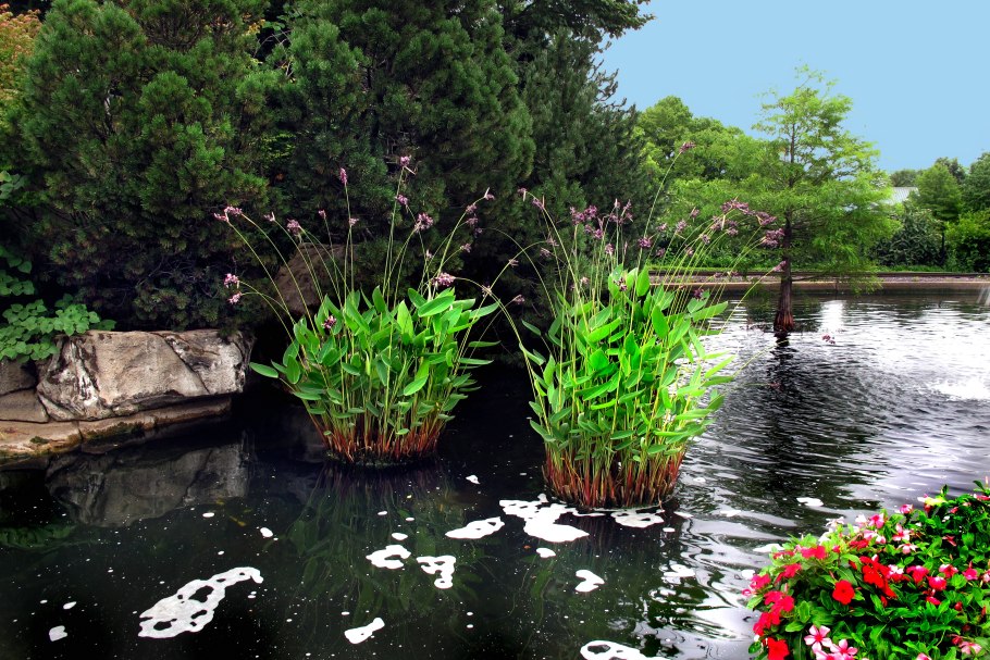 Растения для прудика