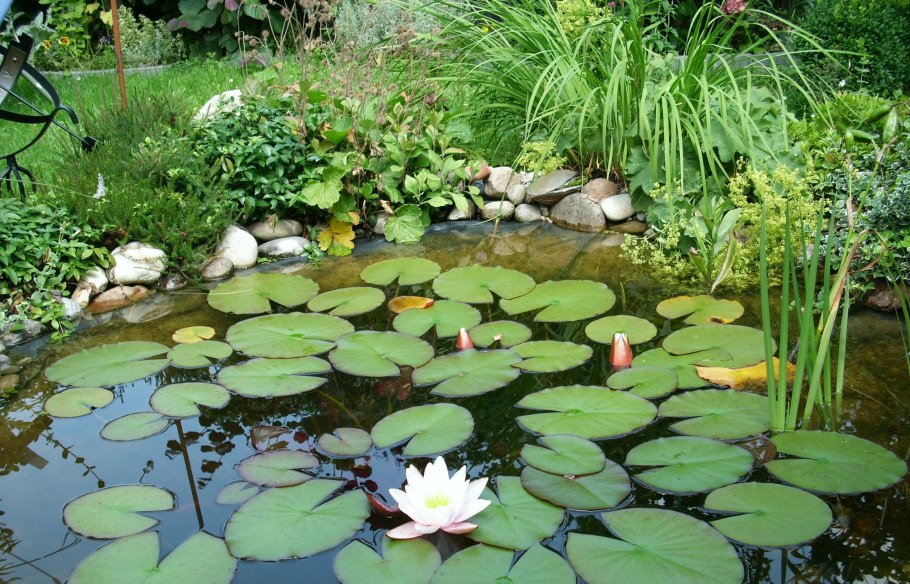 Прудик для нимфеи ландшафтном