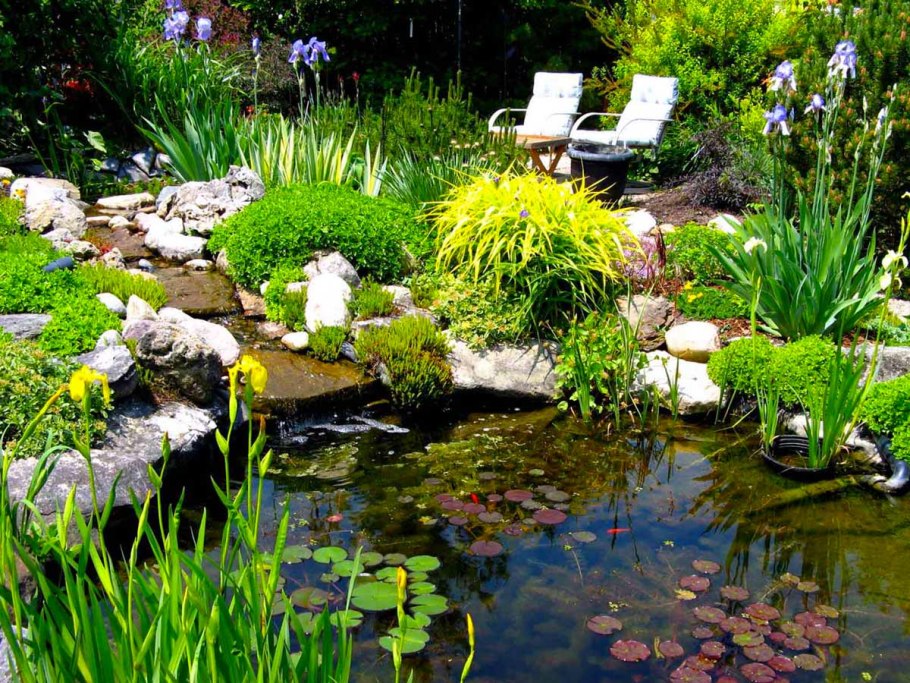 Растения для прудика