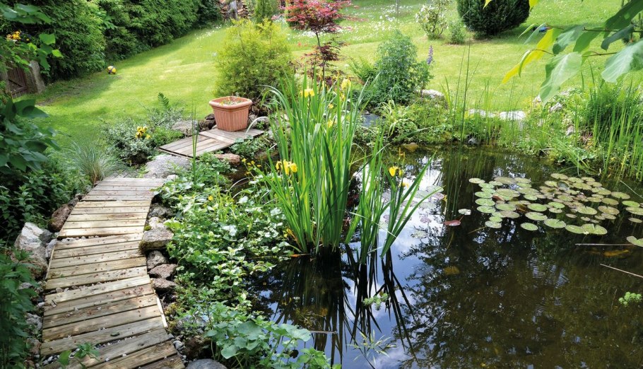 Ива возле прудика