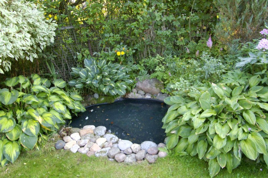 Хоста возле прудика