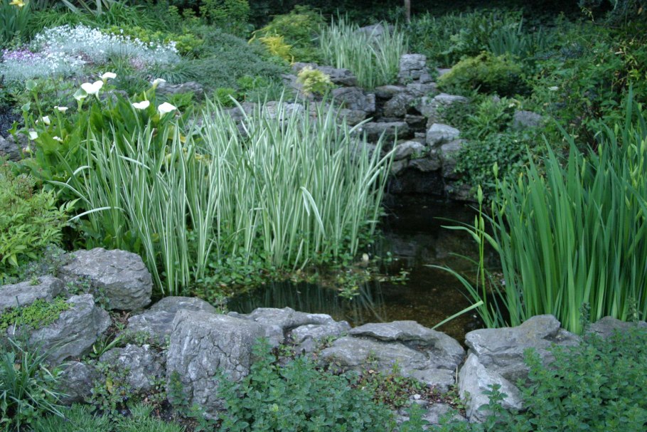 Ирисы биоплато