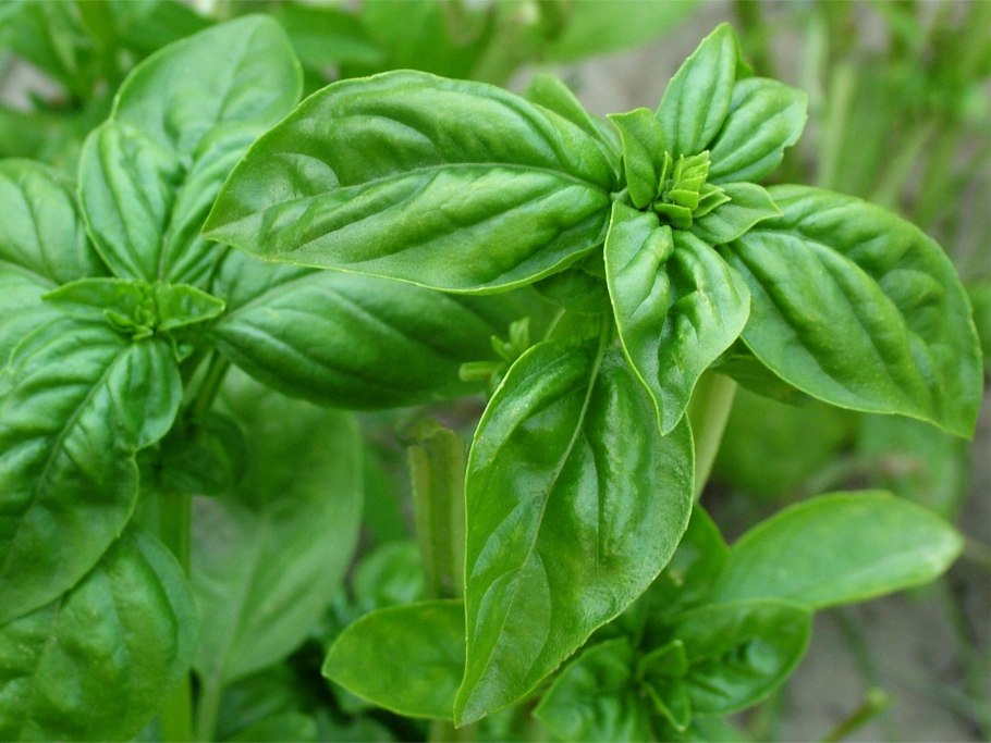 Базилик бархат