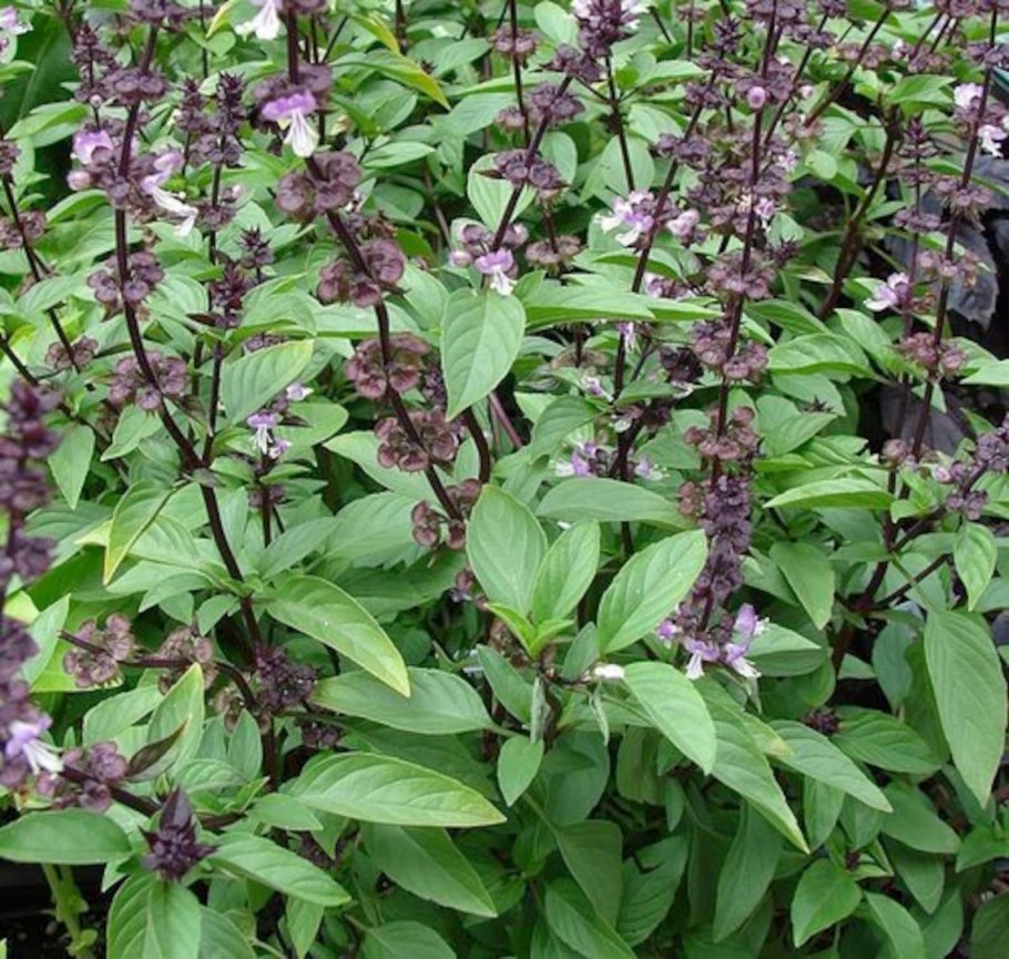 Базилик мятолистный камфорный